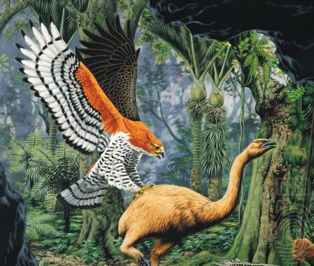 NZ Giant Eagle attacking Moa