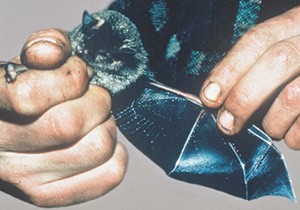 NZ Greater Short-tailed Bat