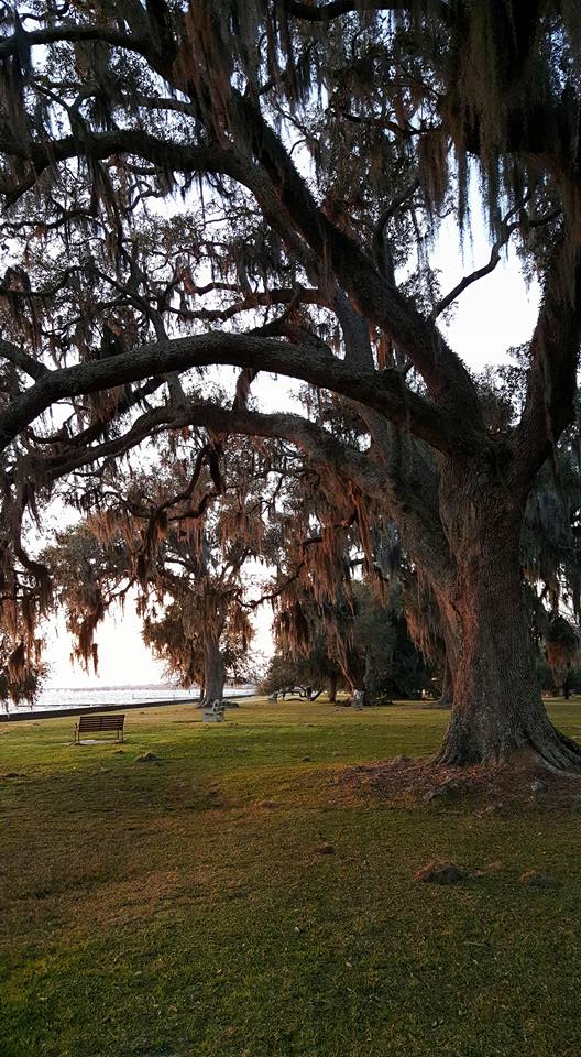 Oak Tree On The Lakefront