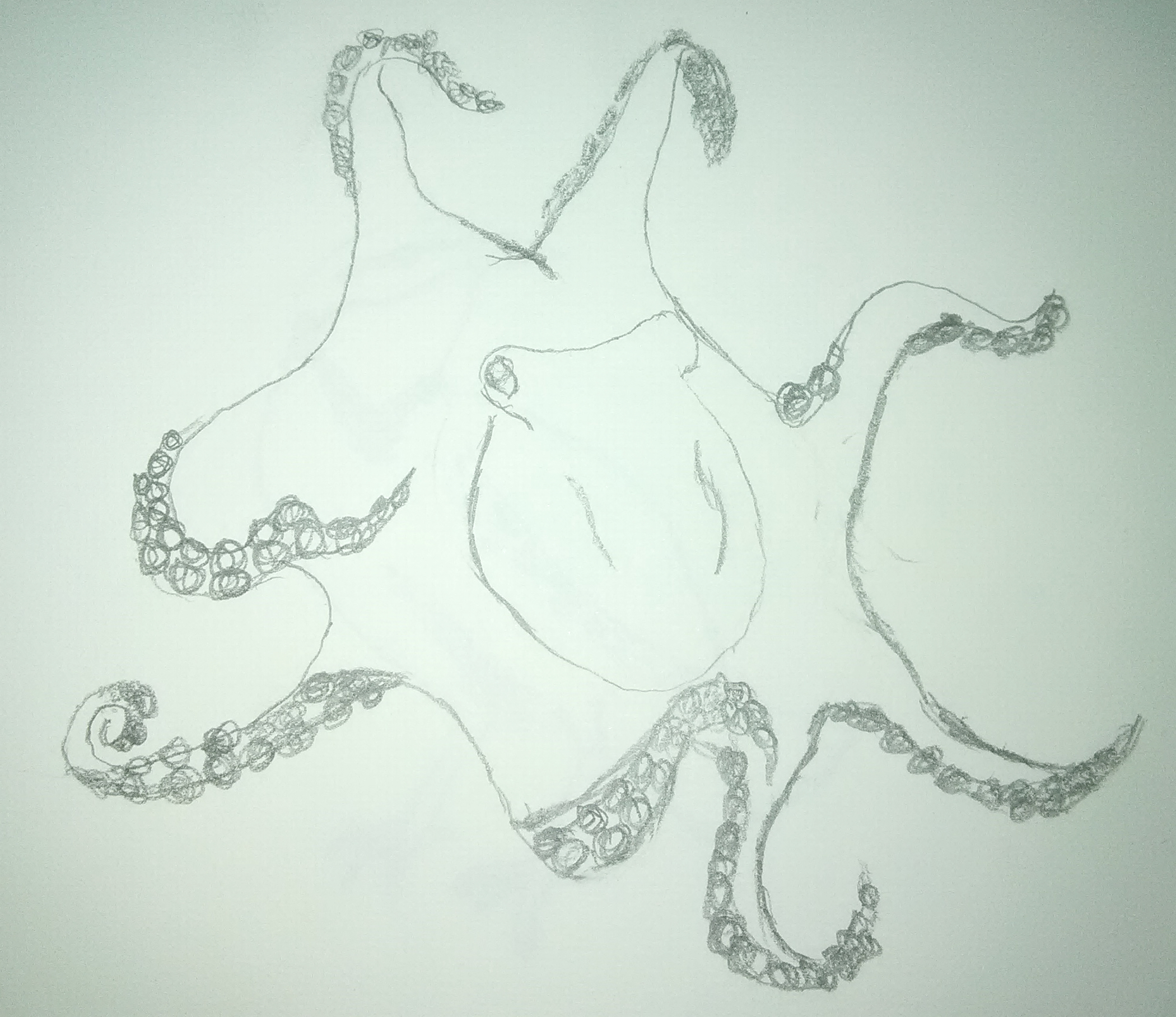 Octopus