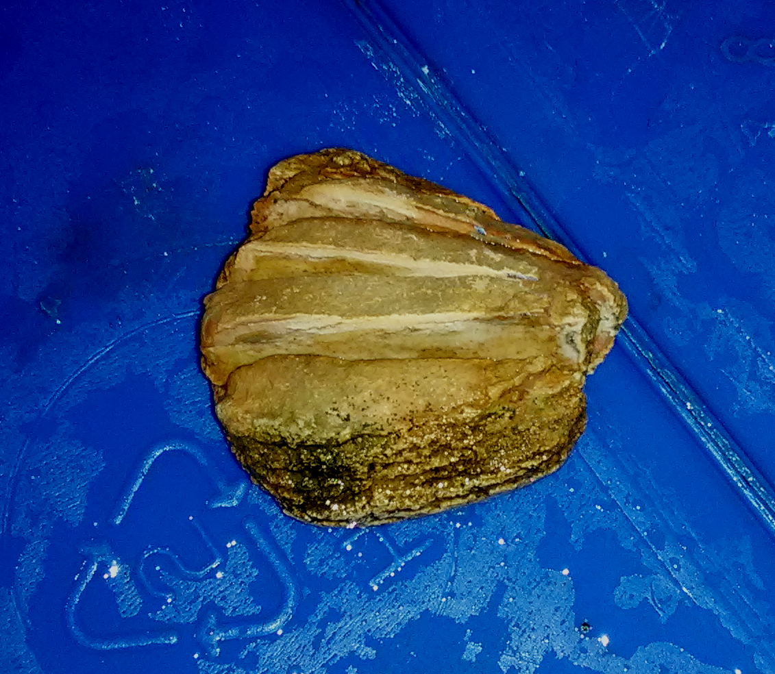 Odd Rock From My Bucket