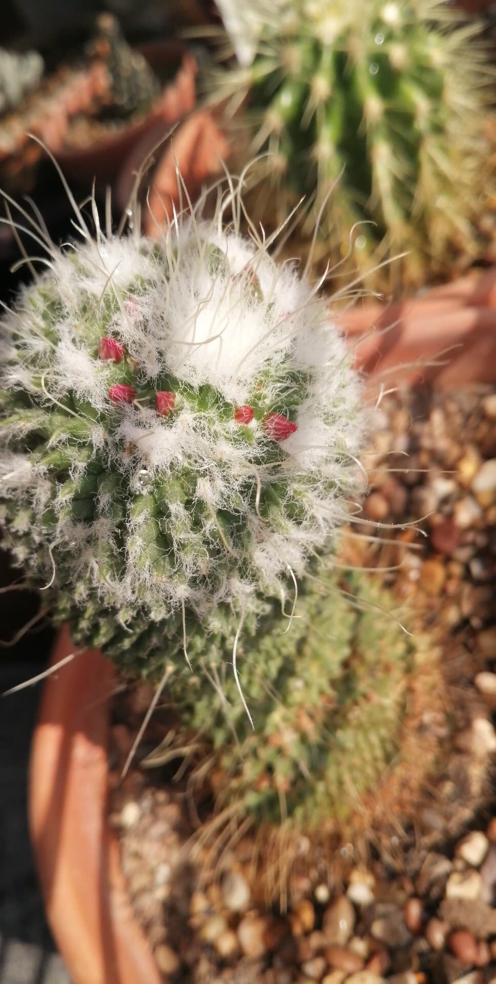 One of my cacti is flowering this year
