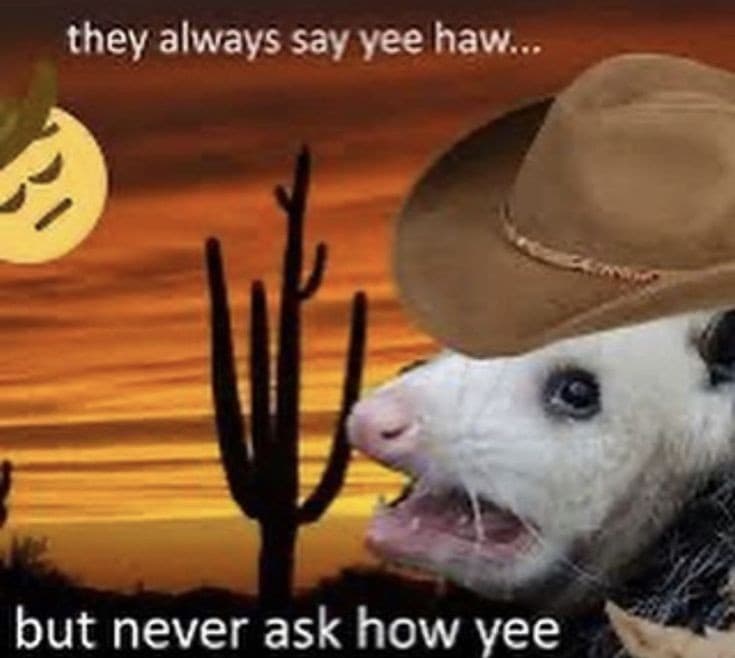 Opossum meme
