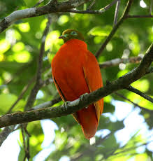 Orange Dove of Fiji
