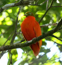 Orange Dove of Fiji