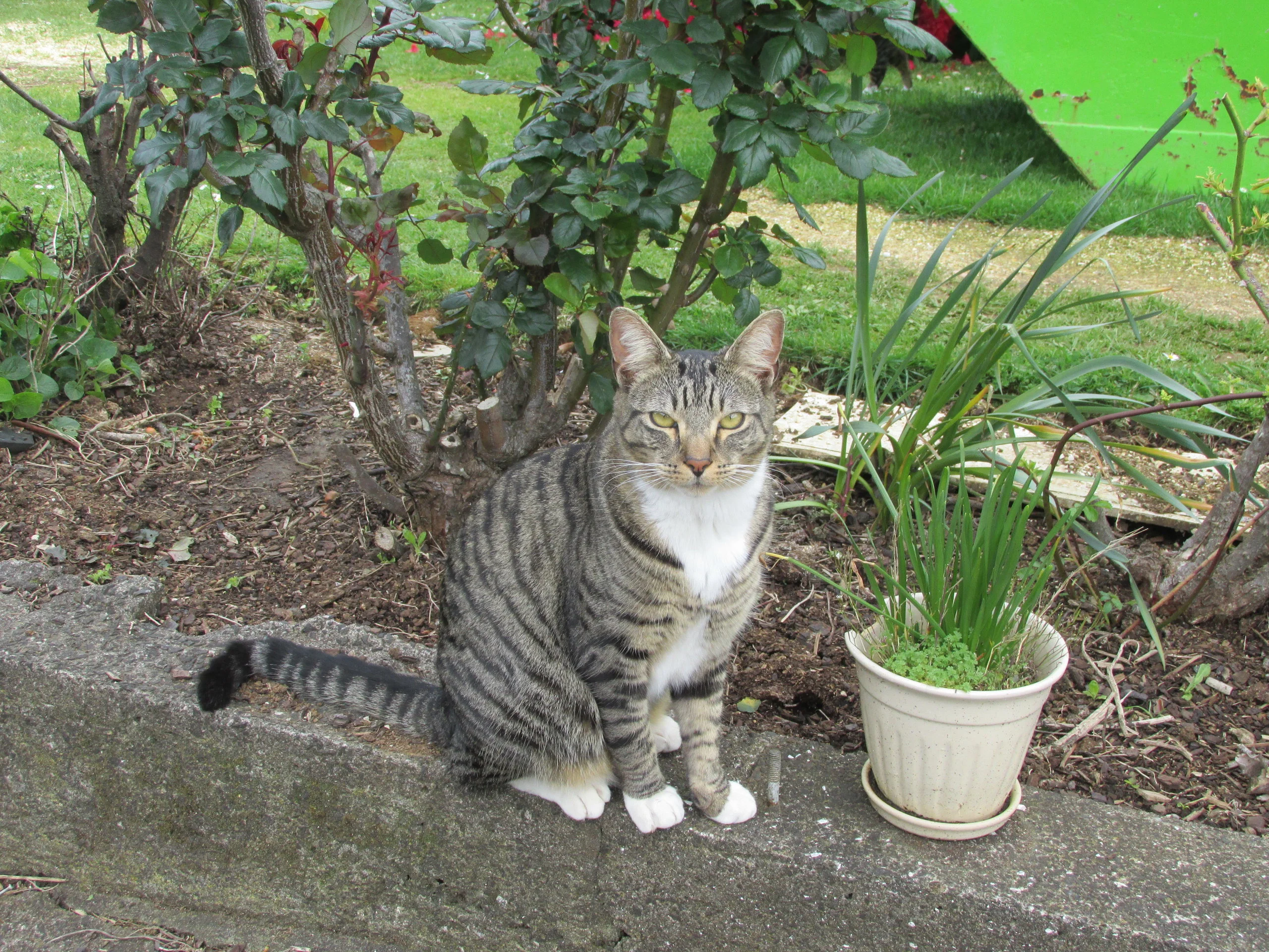 Oscar the Cat.