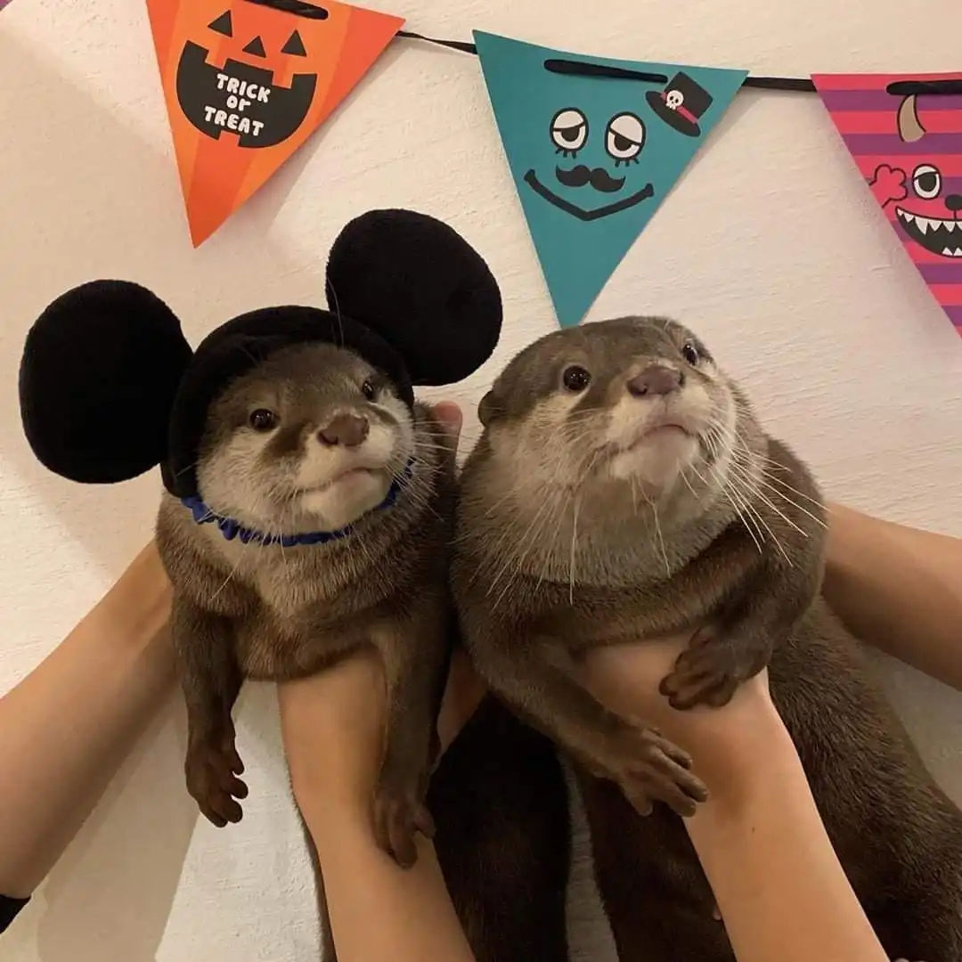 Otters