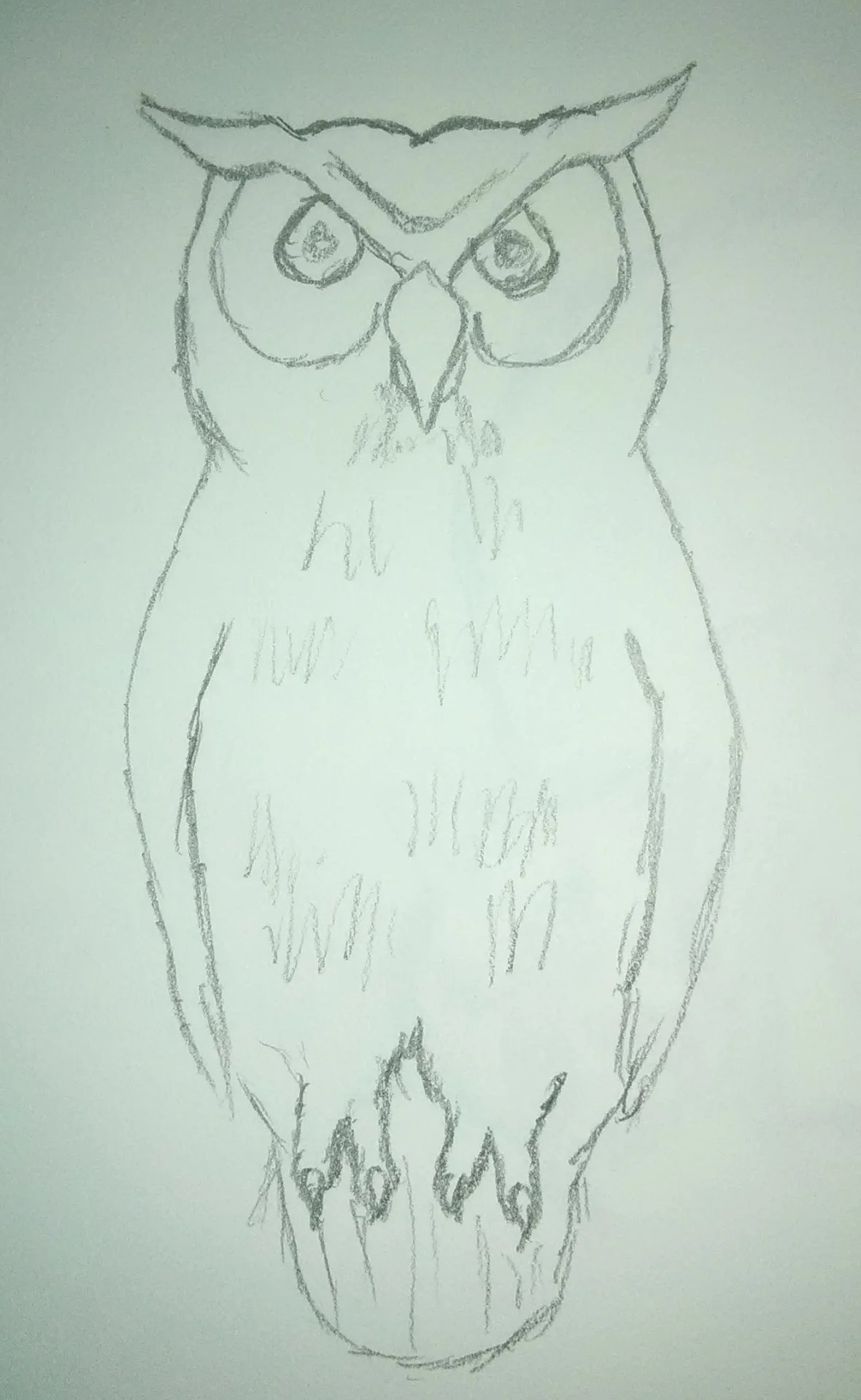 Owl