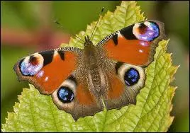 Peacock Butterfly