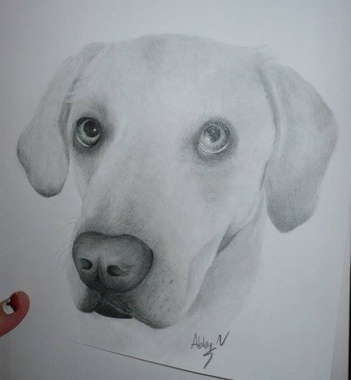 Pencil Drawing of a Doggo
