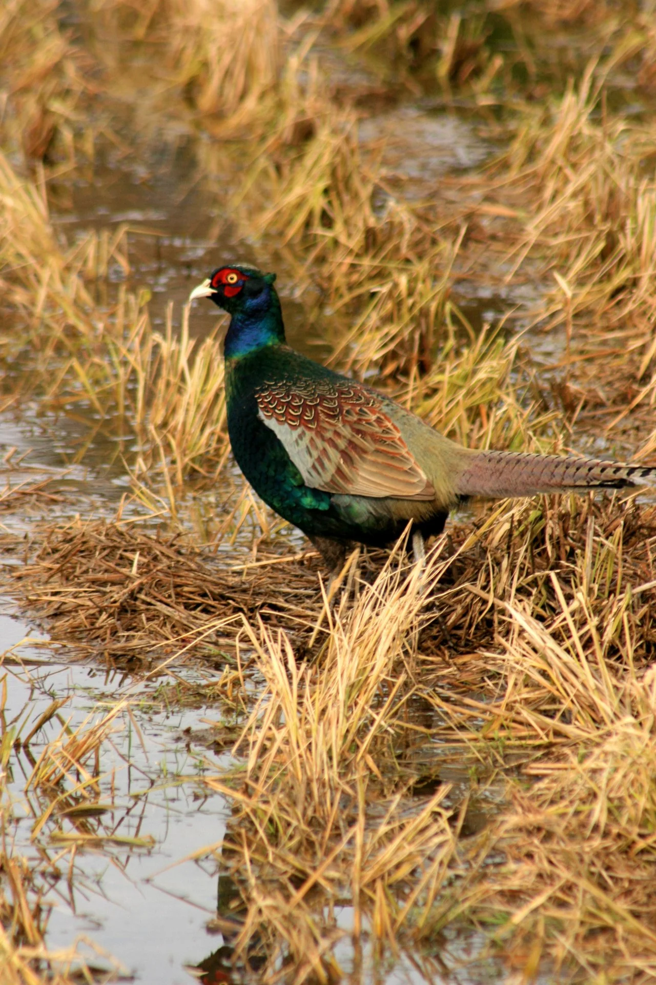 Pheasant