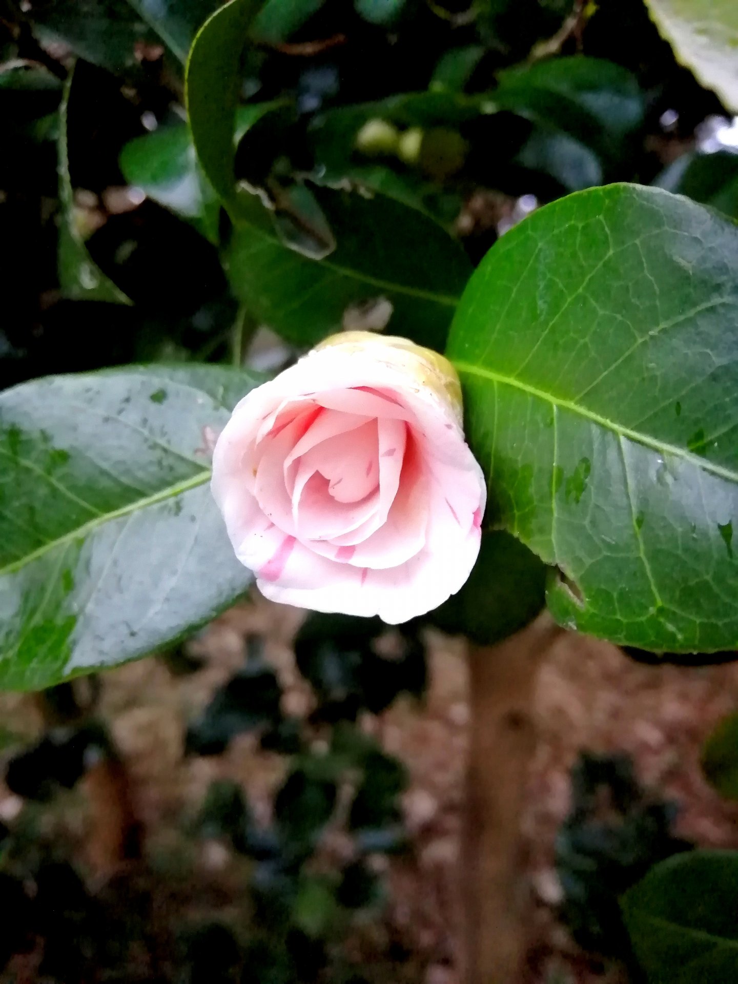 Pink and White cammelia, just beginning to flower.
