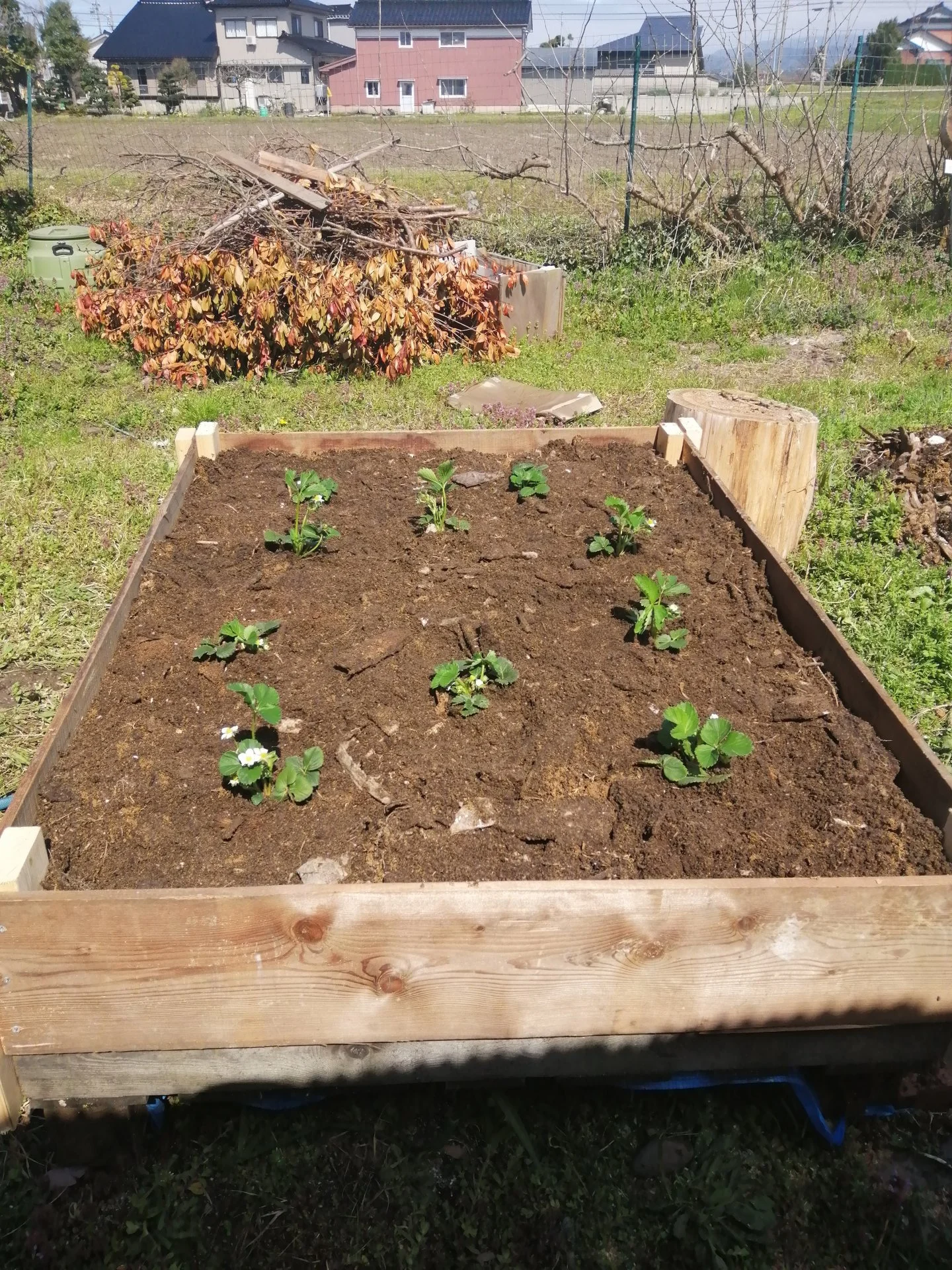 Planted 5 different varieties of strawberries.