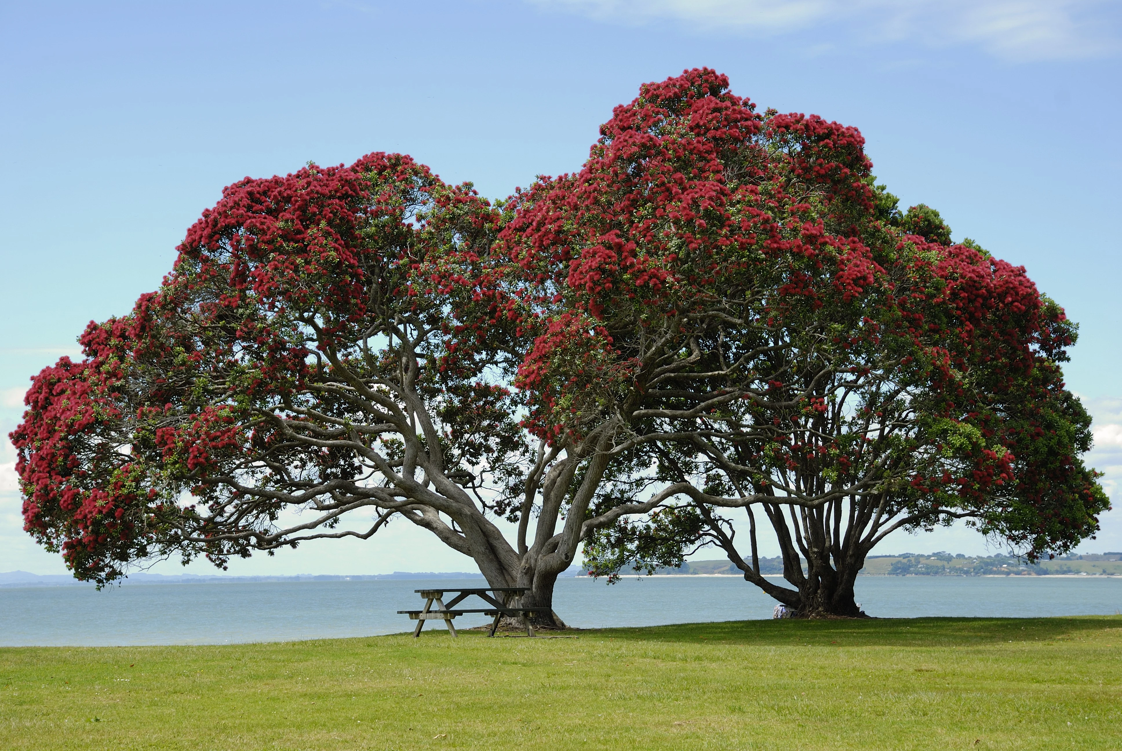 Pohutukawa in blossom