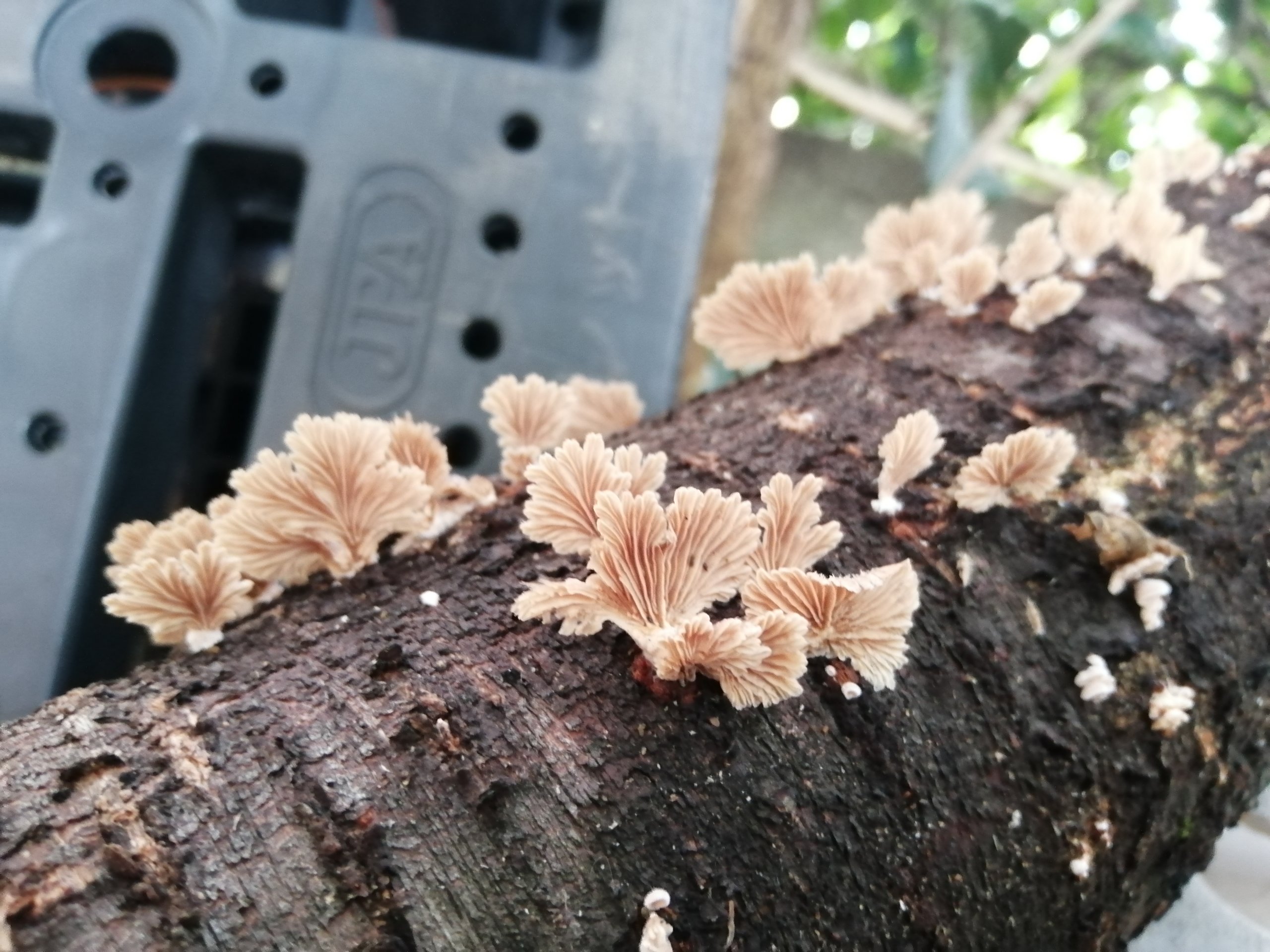 Potential coral mushrooms I put on the North side of my house.