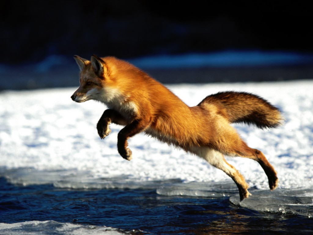 pouncing fox