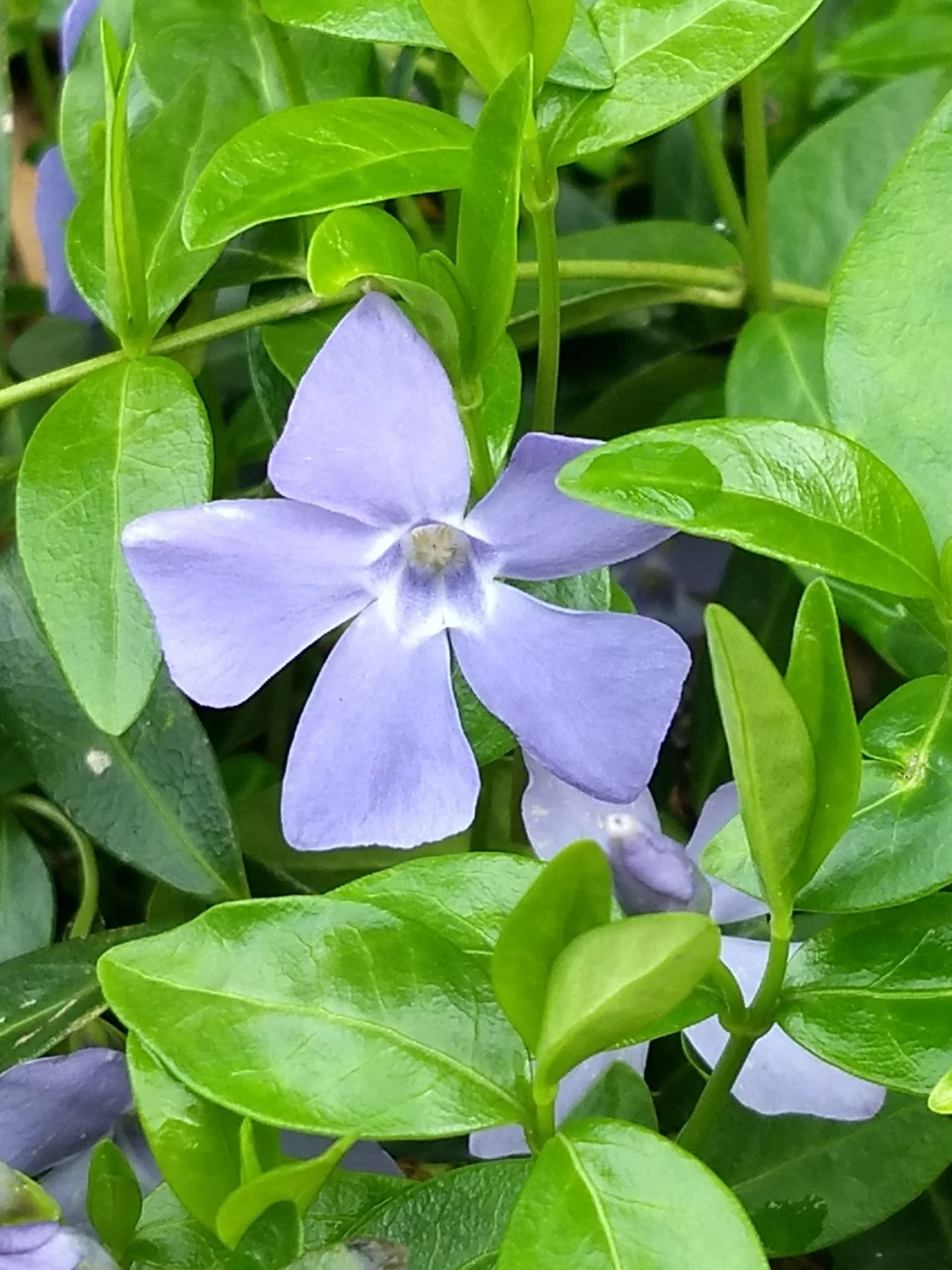 Pretty flower