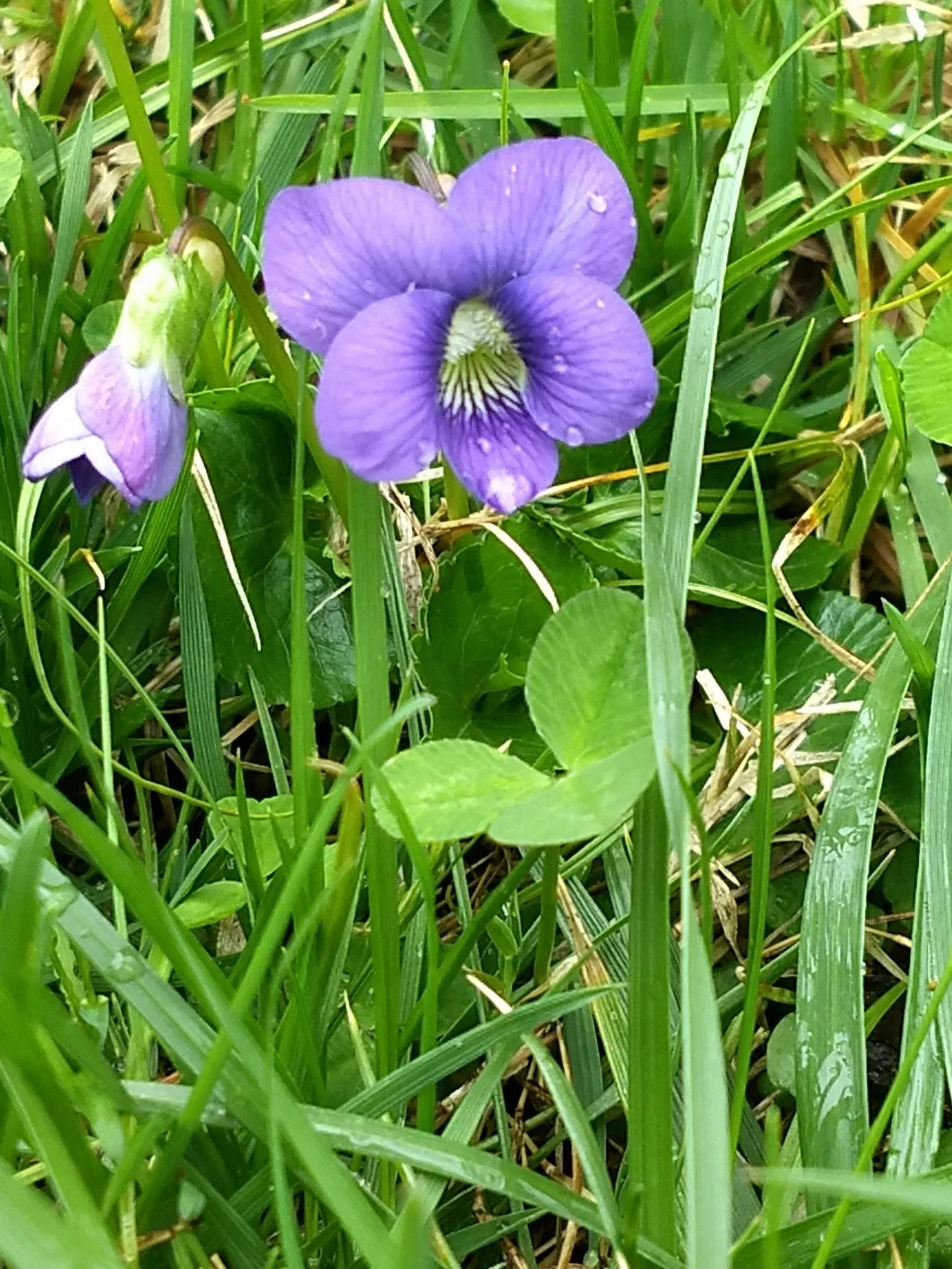 Pretty flower