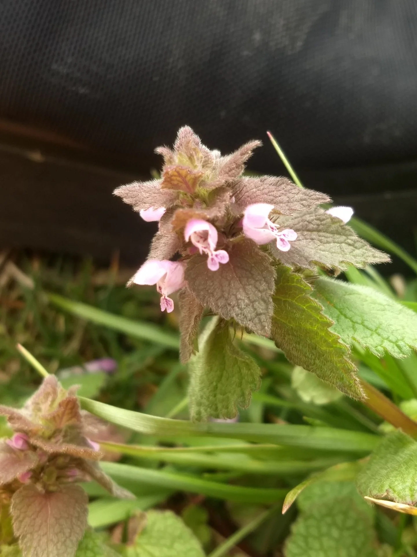 Pretty flower