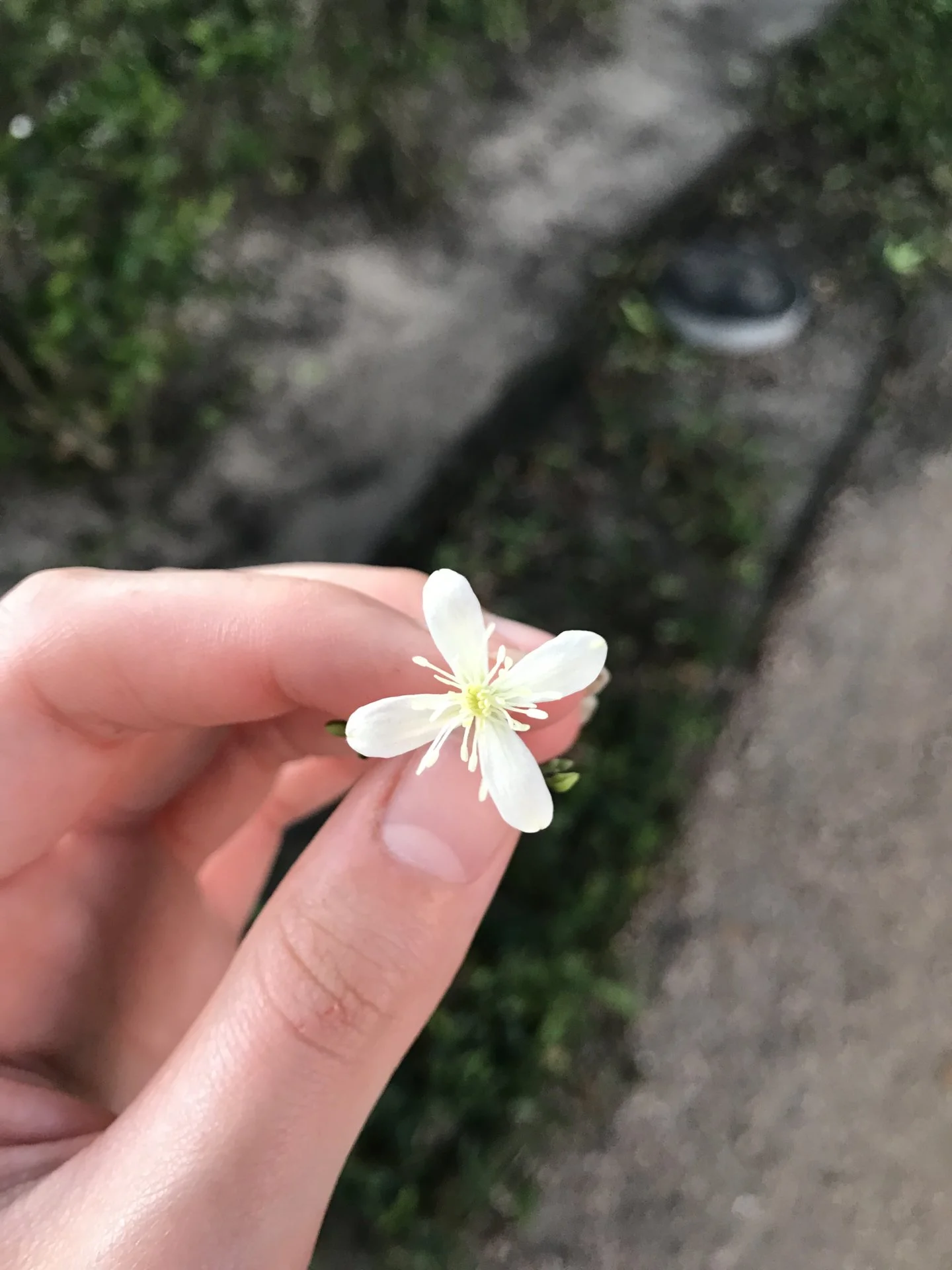 Probably some jasmine variety