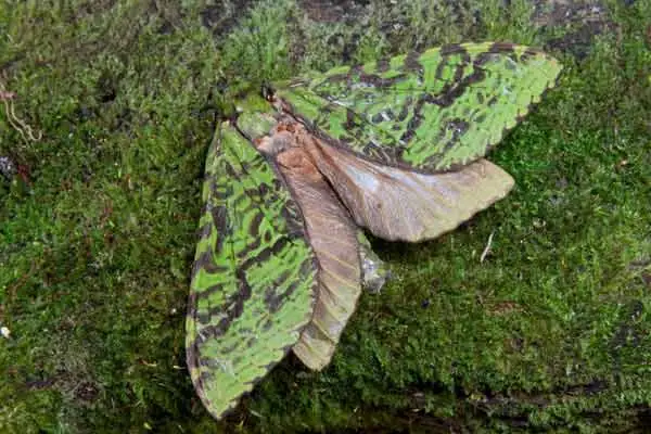 Puriri Moth