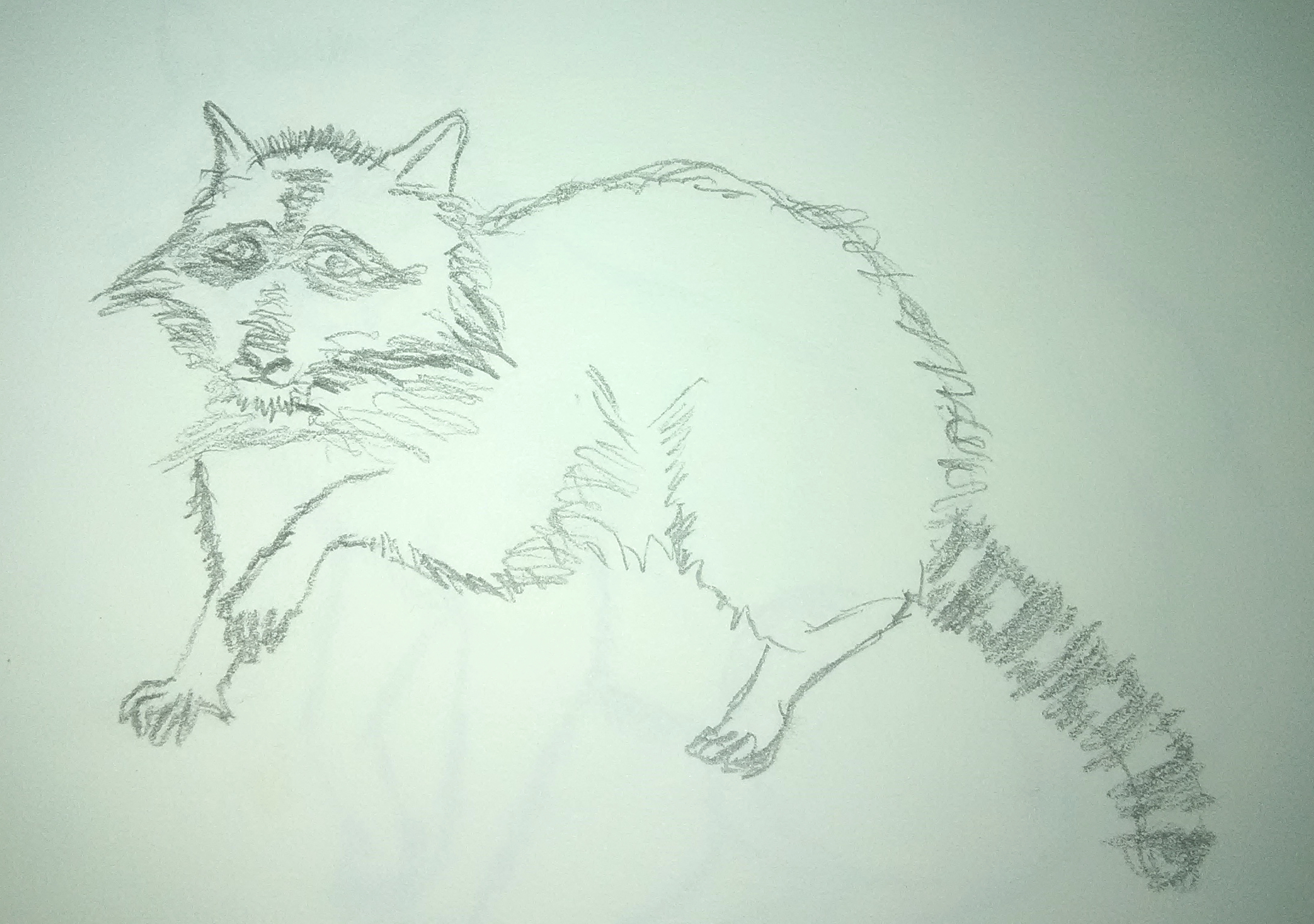 Raccoon