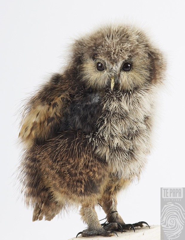 Reconstruction of a baby Laughing Owl