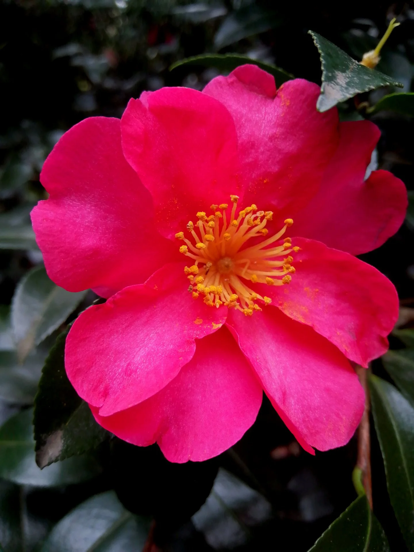 Red cammelia in full bloom.