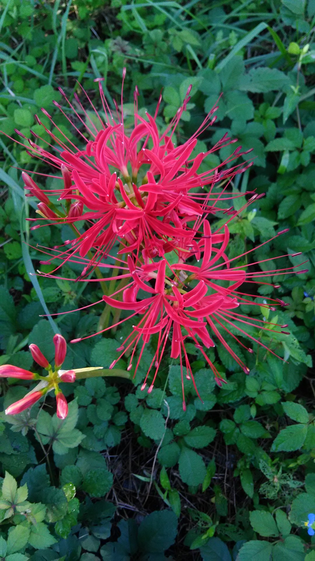 Red spider lillies.