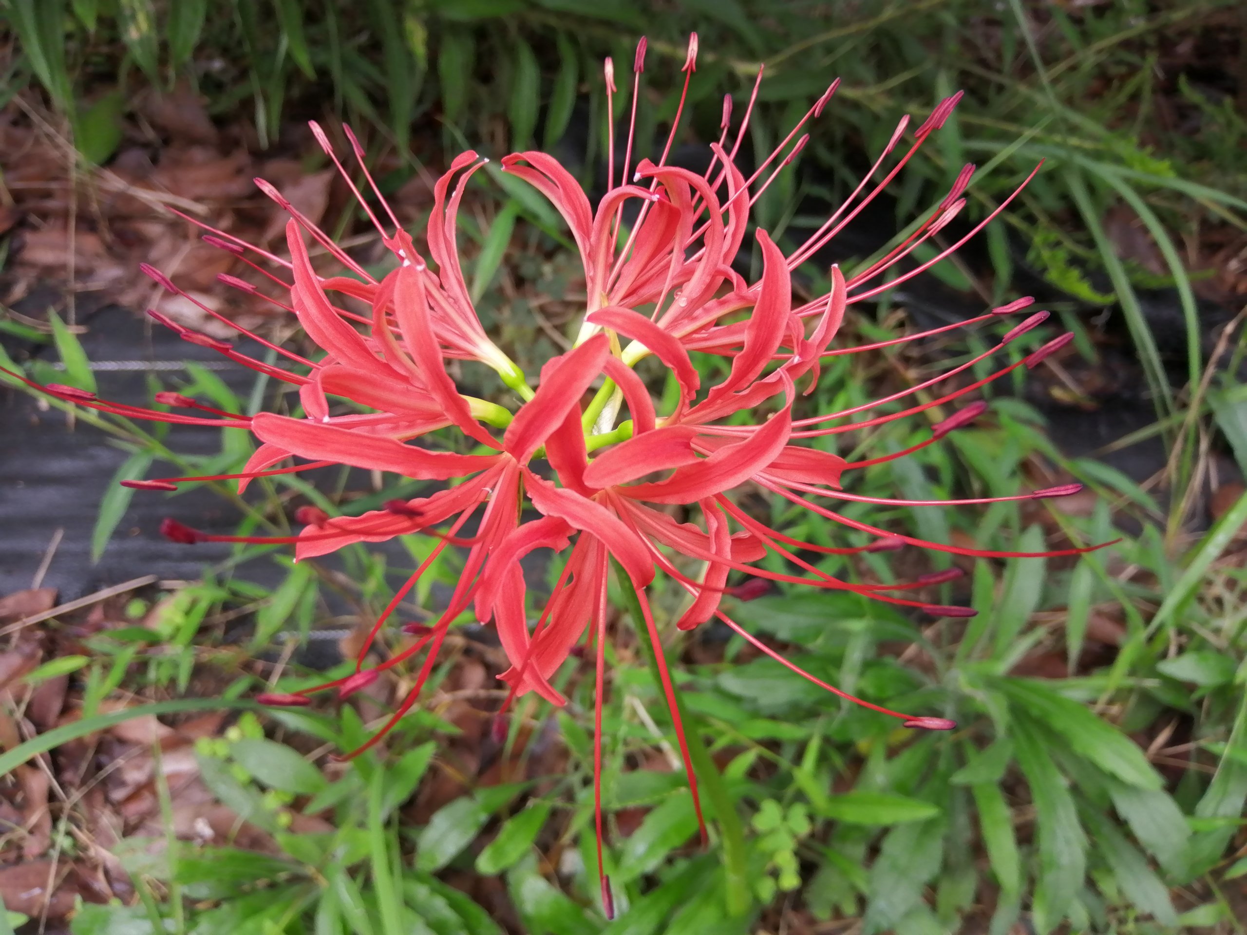 Red spider lilly.
