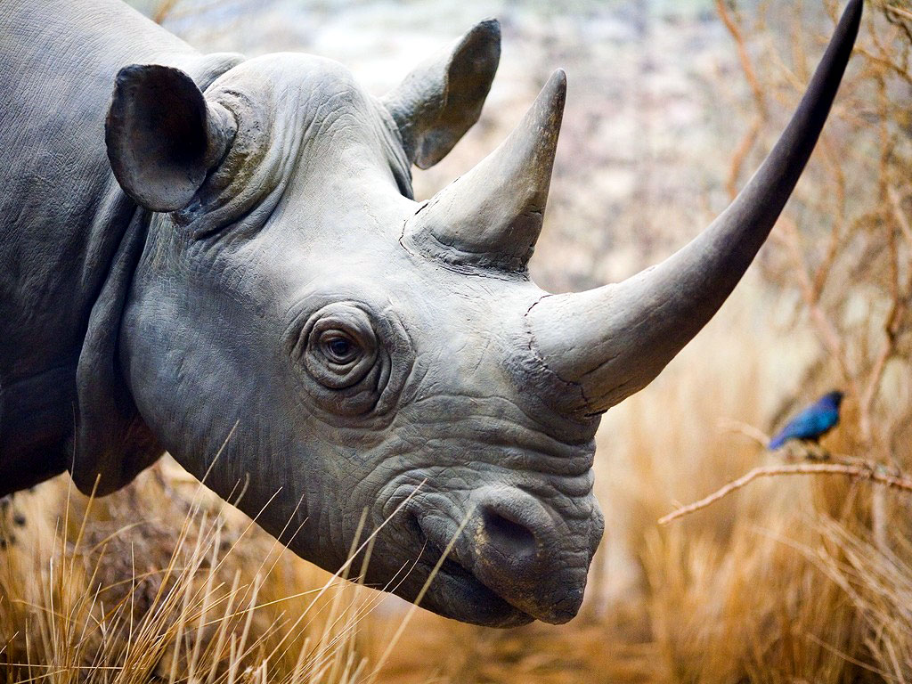 rhinoceros wallpaper 19