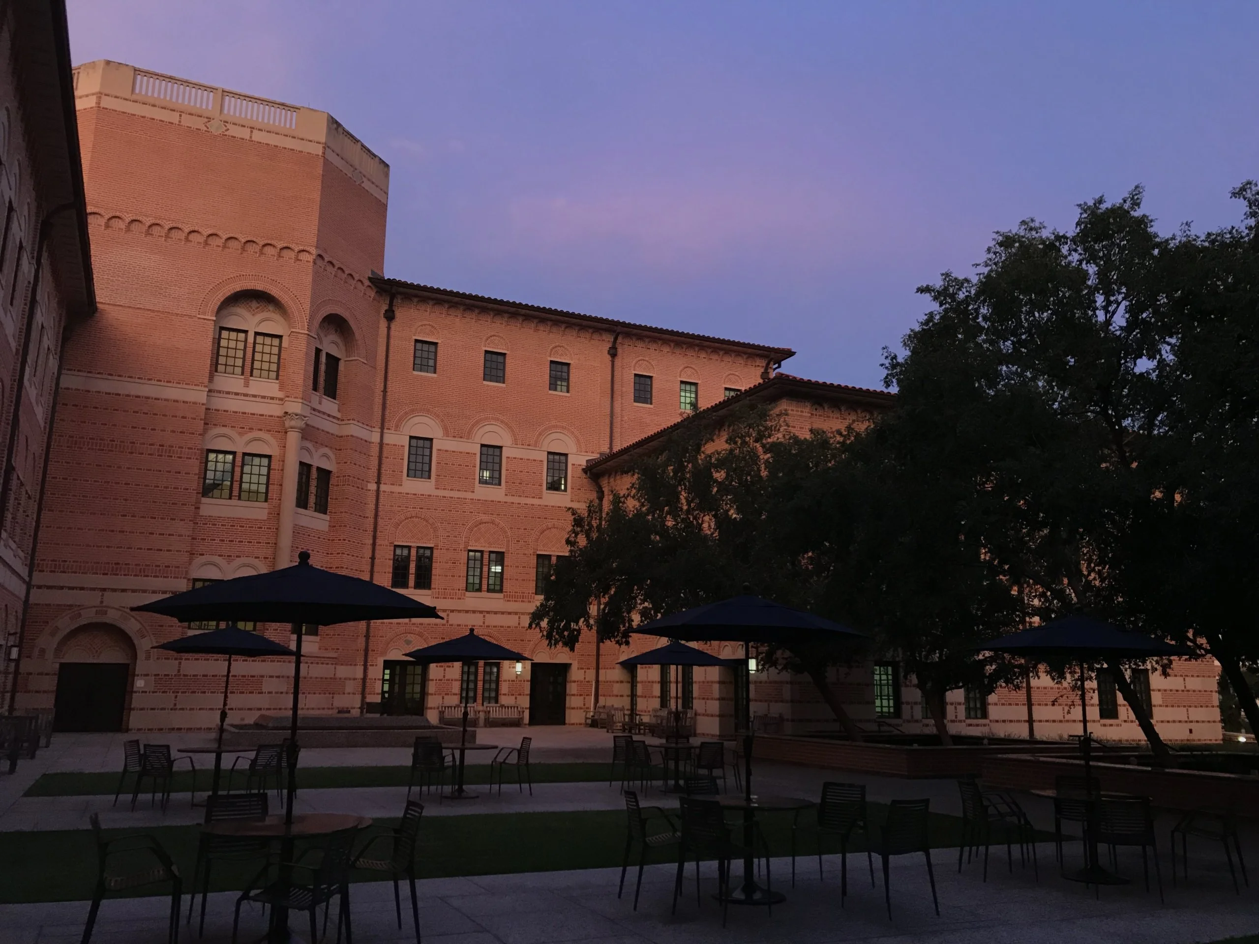 Rice at dusk