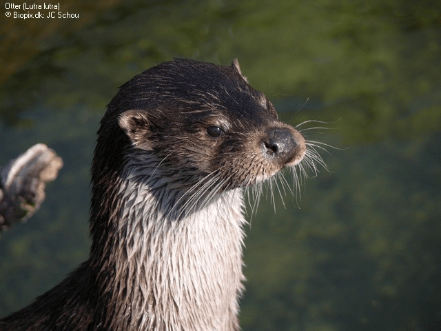 River otter by a pond.