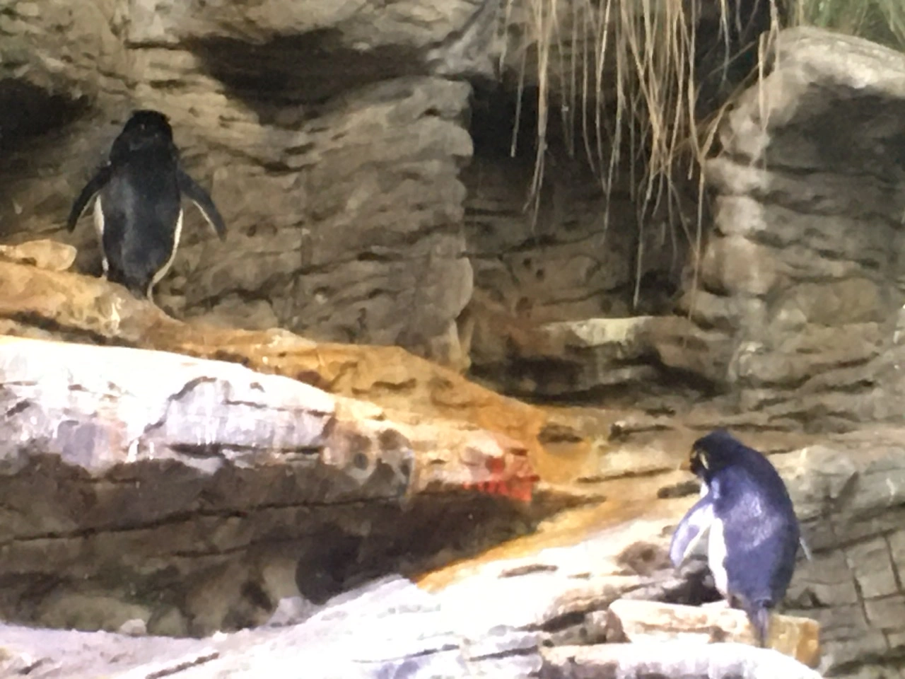 Rockhopper penguins