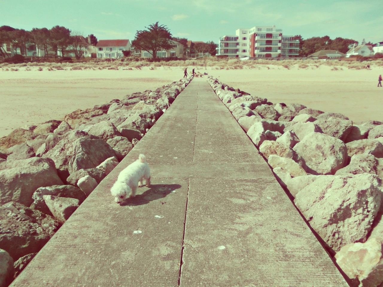 Ros (my dog) at the beach