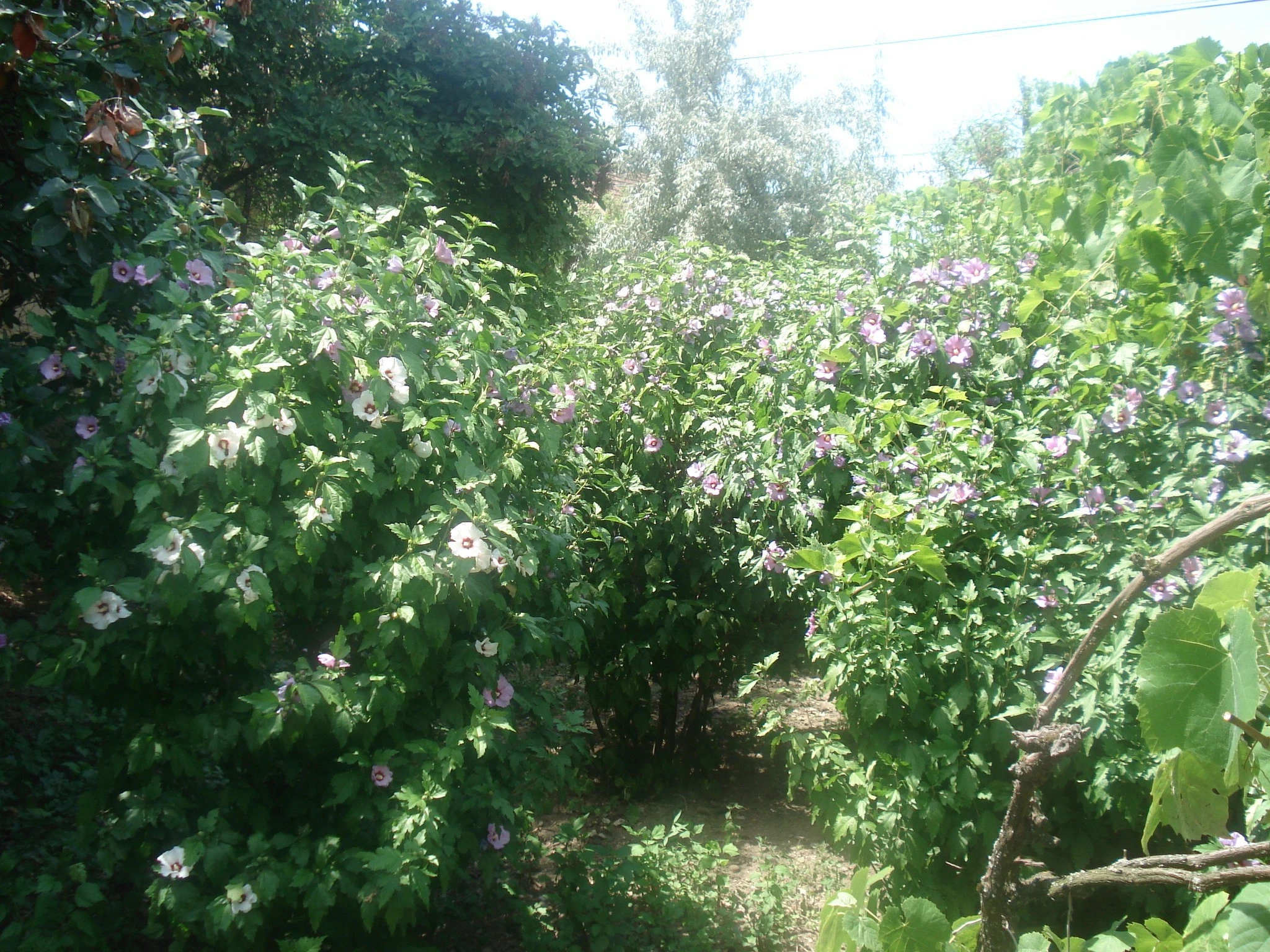 Rose Bushes