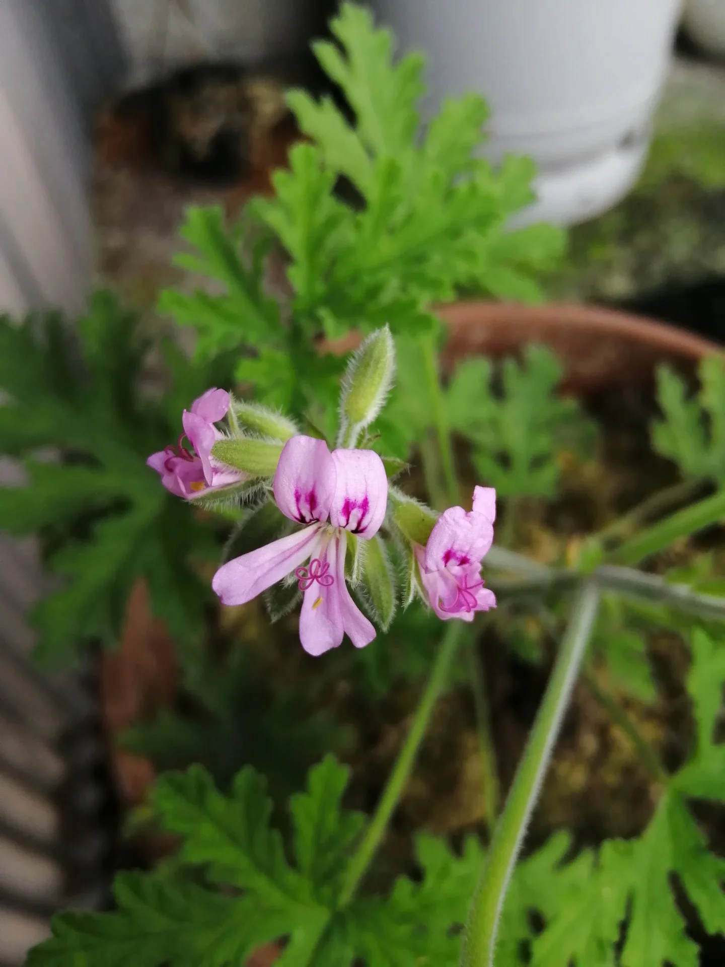 Rose Geranium flowers