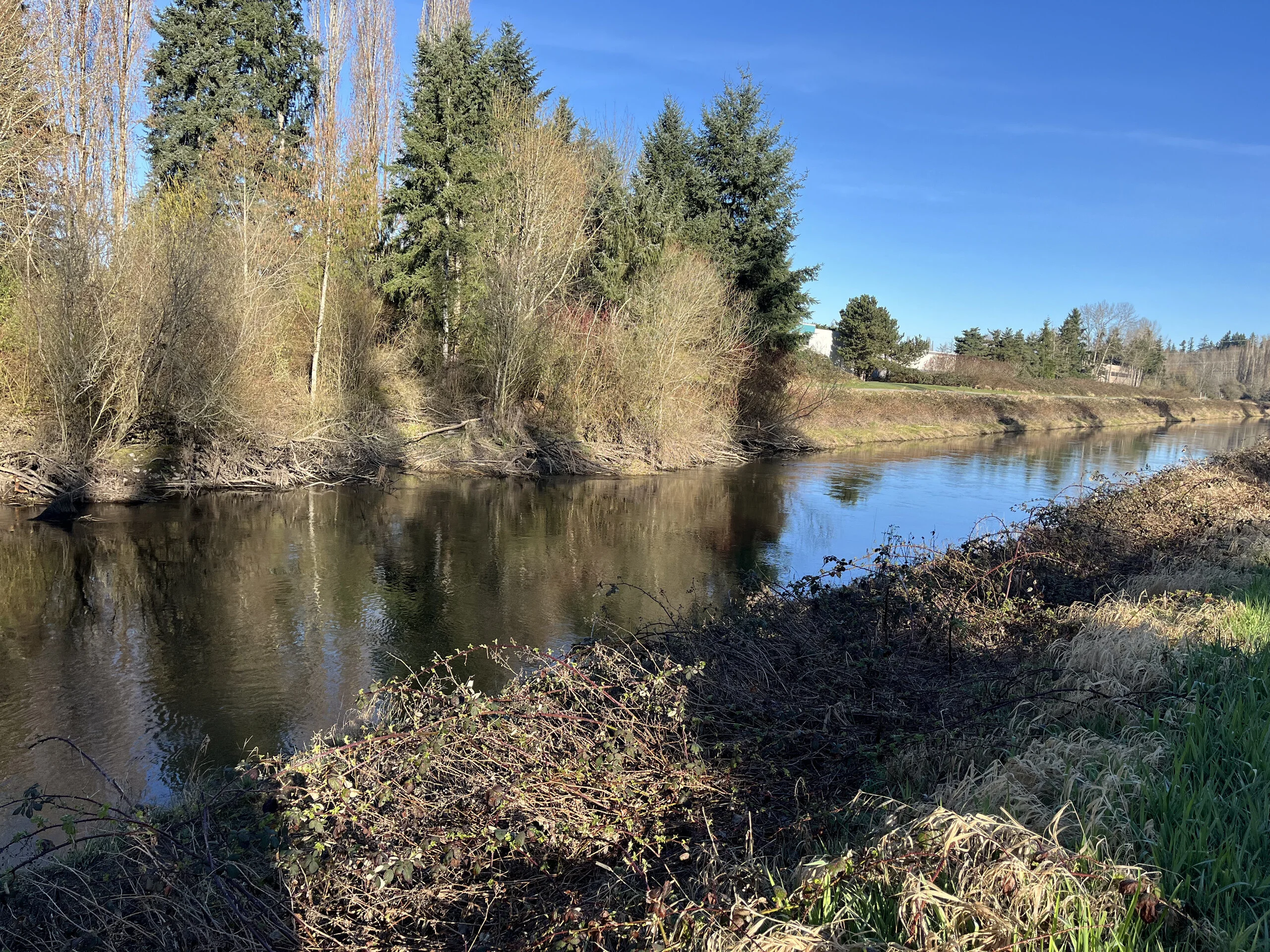 Sammamish River