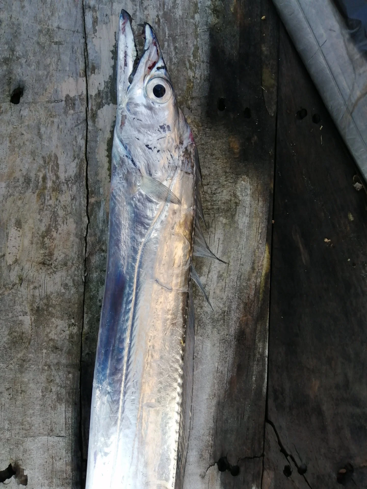 Scabbard fish close-up.