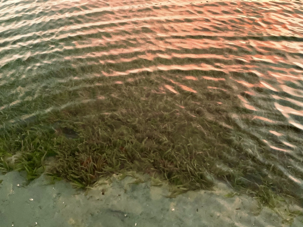 Seagrass meadow