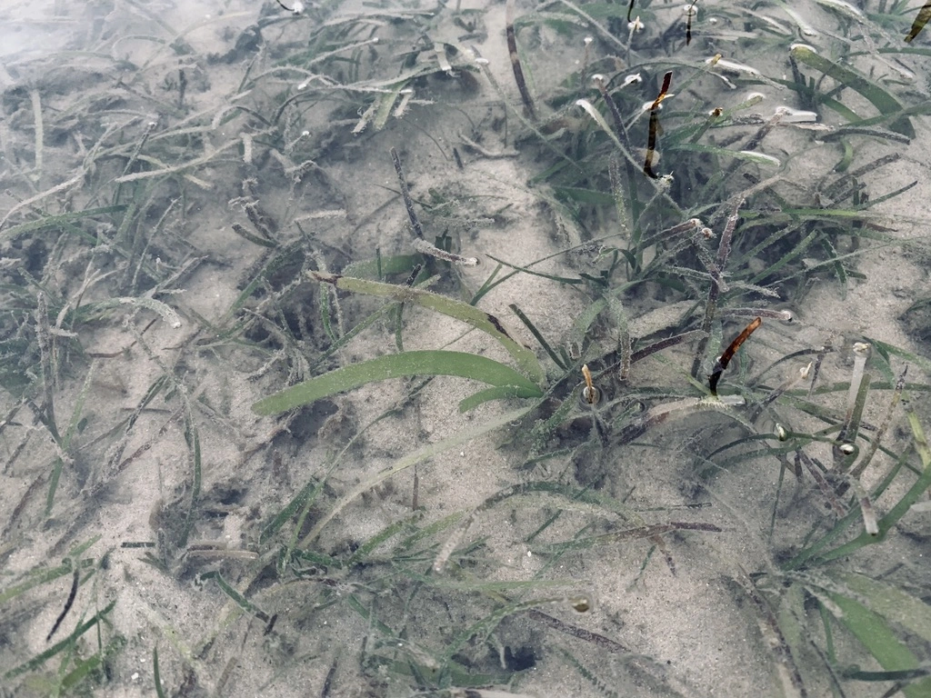 Seagrass