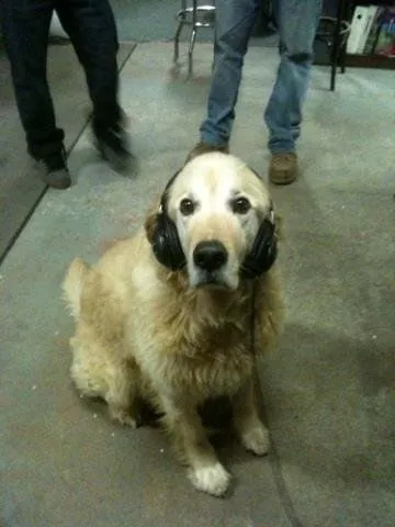 Sherpa at the shop. Too noisy for doggies!