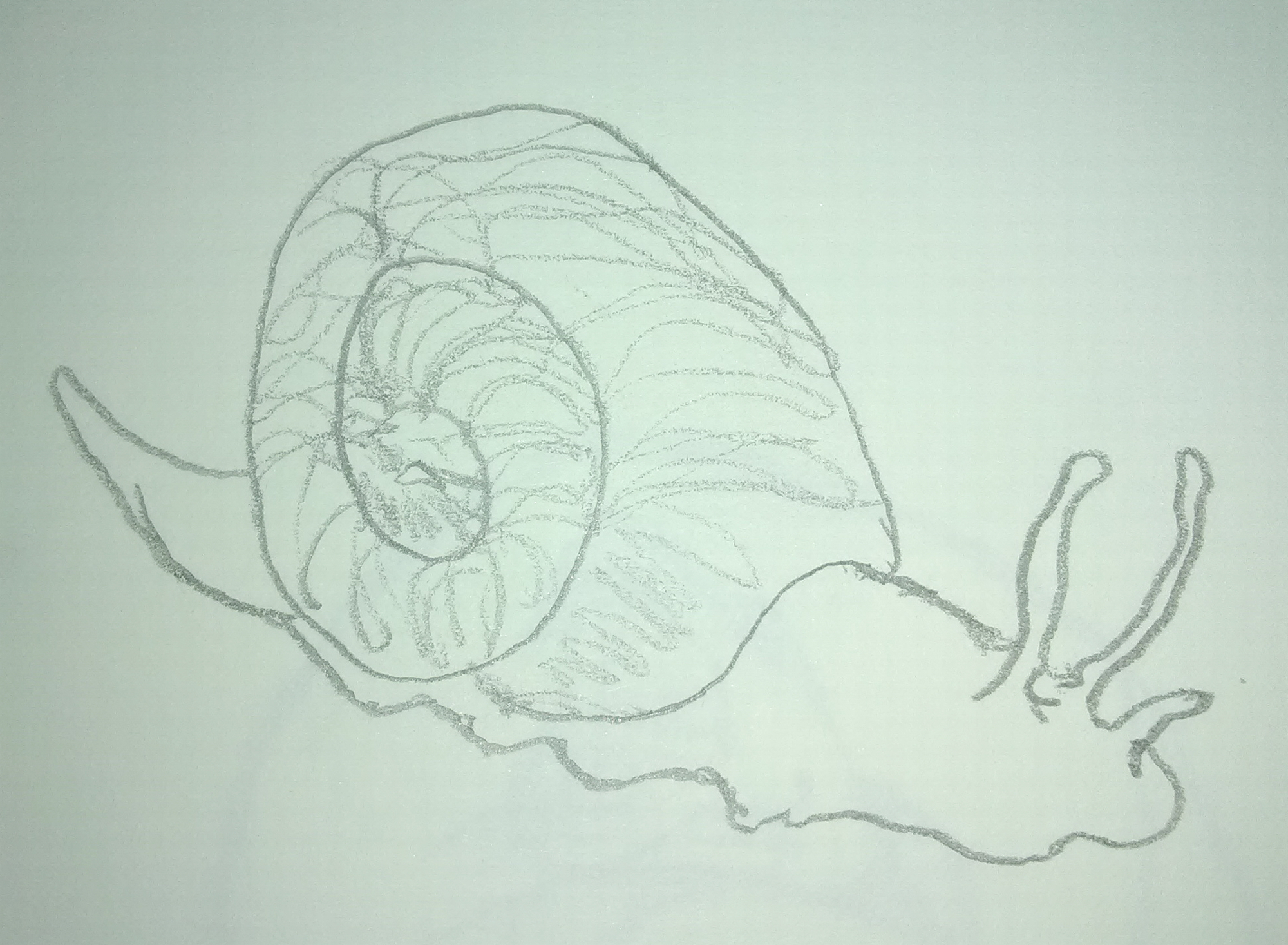 Snail