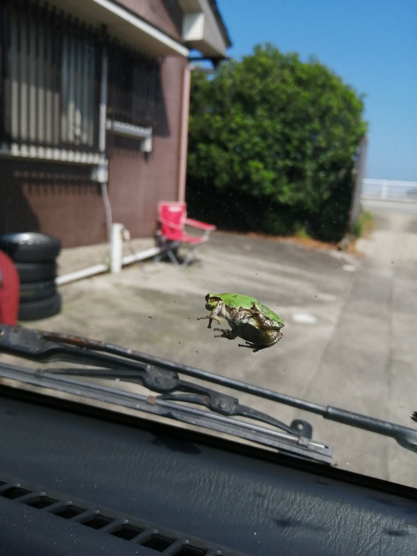 Somebody hitched a ride!
