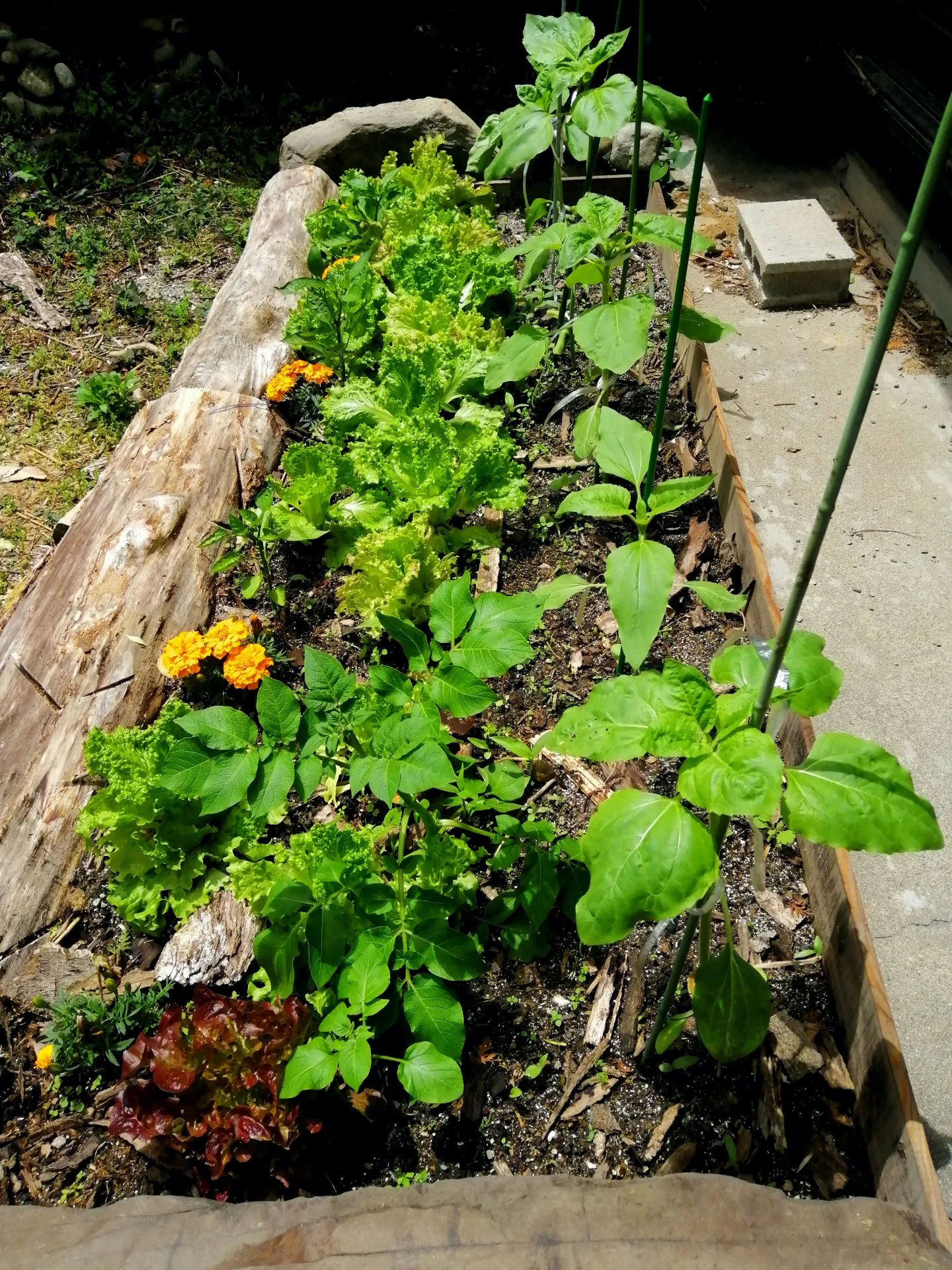 Somehow still hanging on after a week straight rain