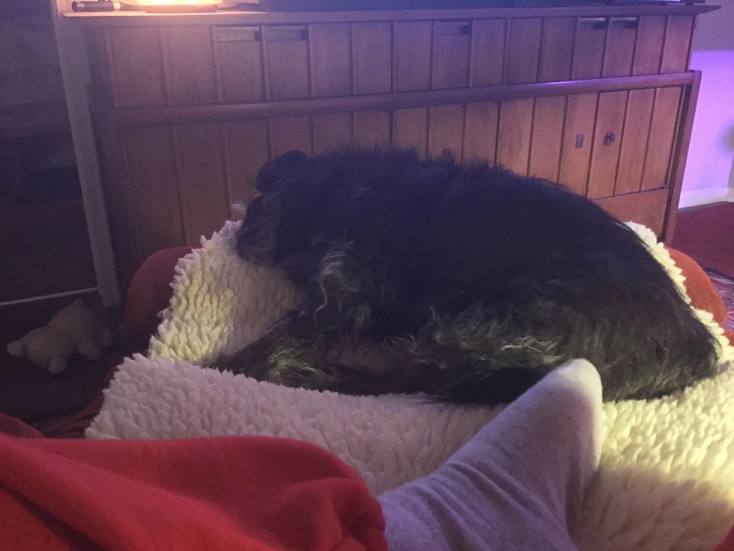 Sound asleep on the recliner footrest Lammy is passed out on the floor.