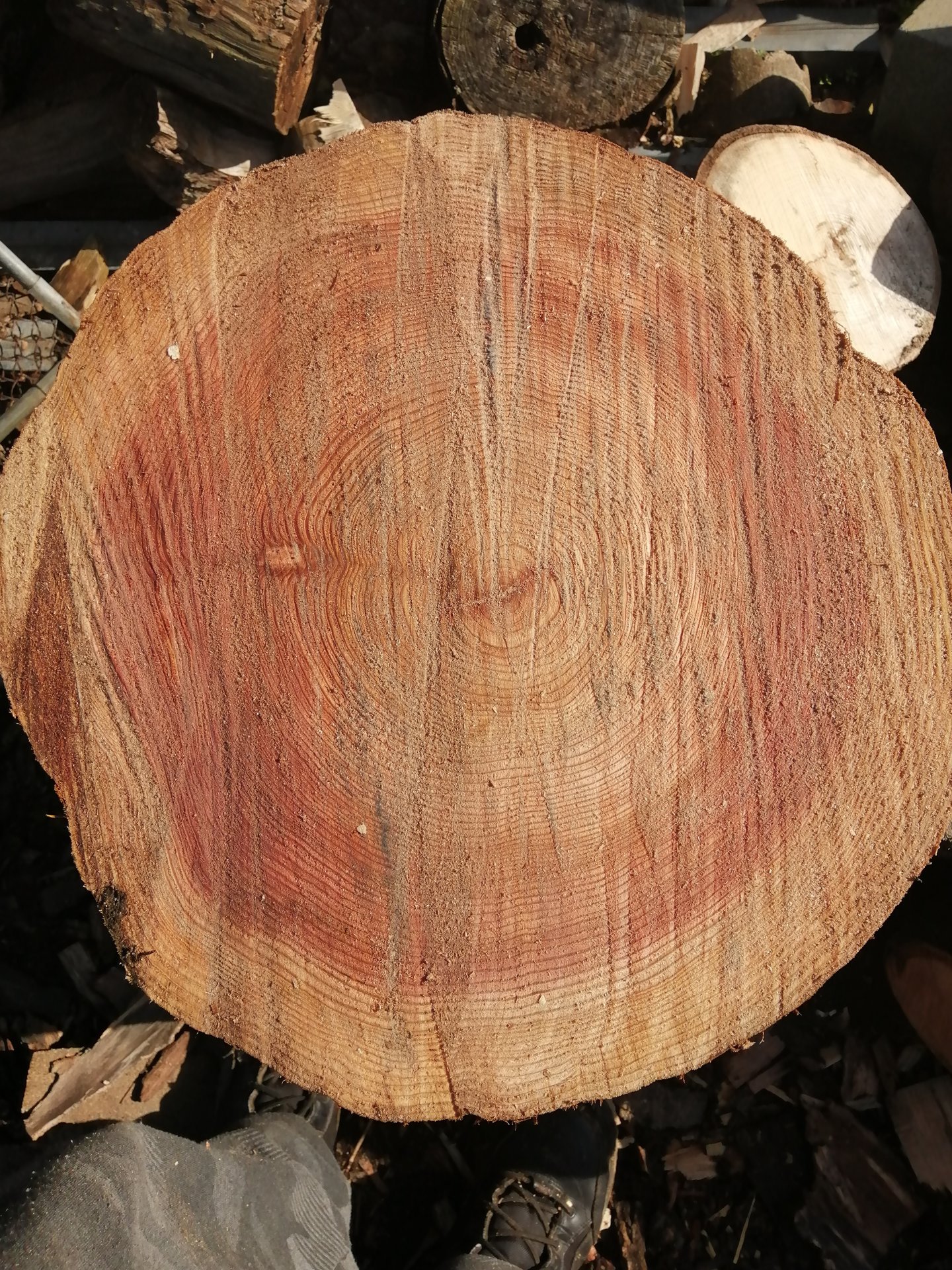 Splitting log top view.