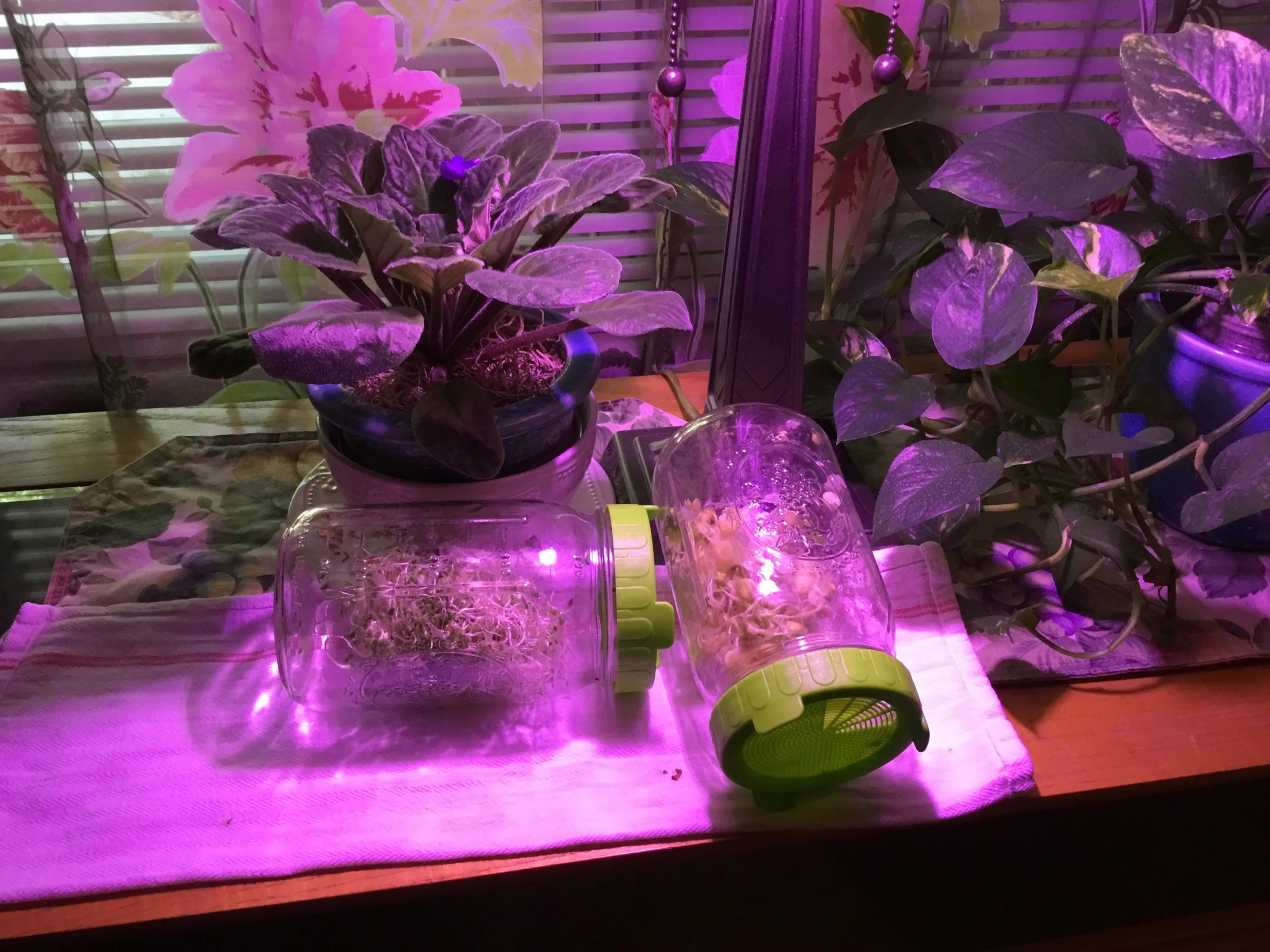 Sprouts in window and under a grow light