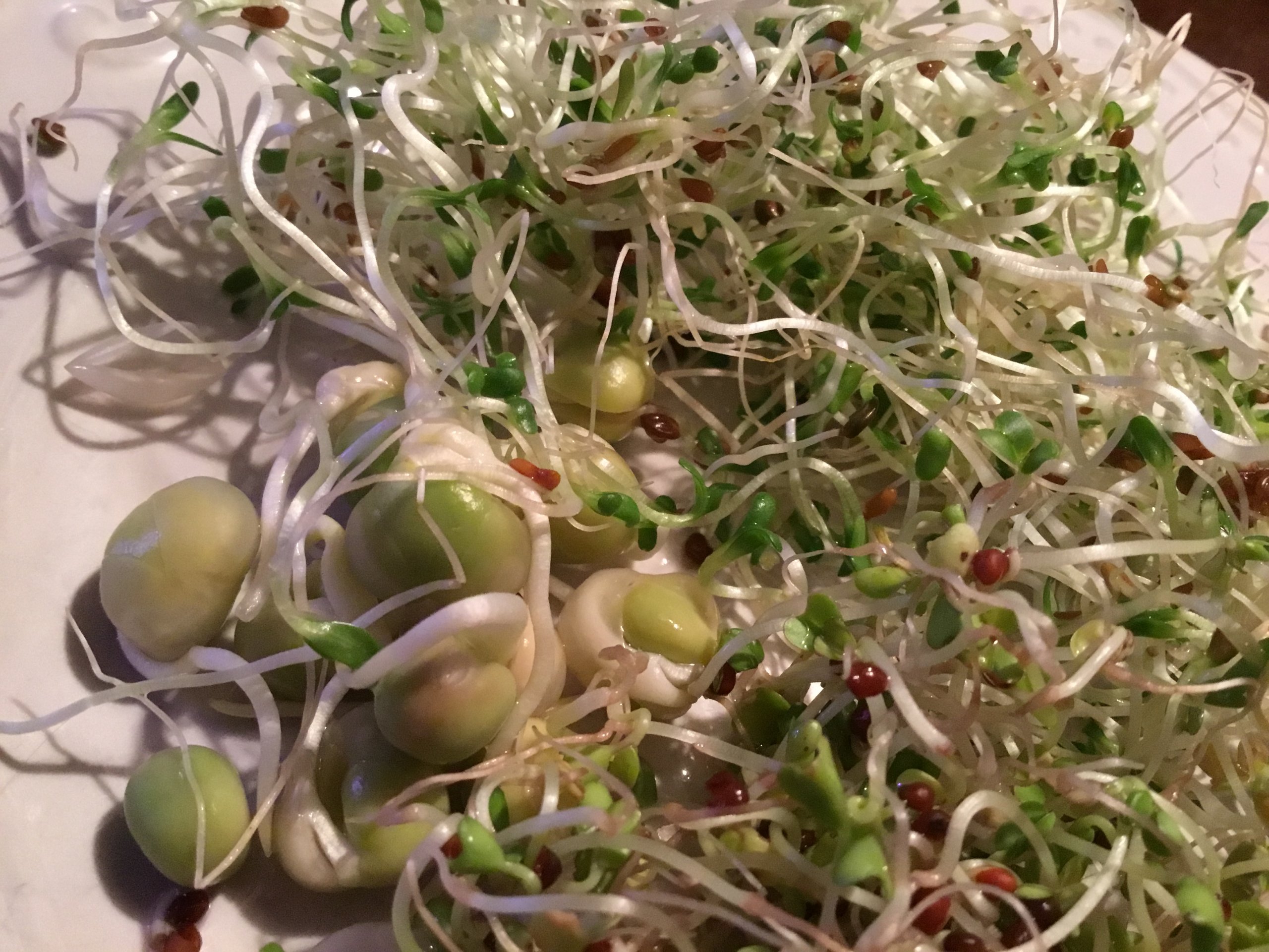 Sprouts! Pea, broccoli, and alfalfa. So beautiful...