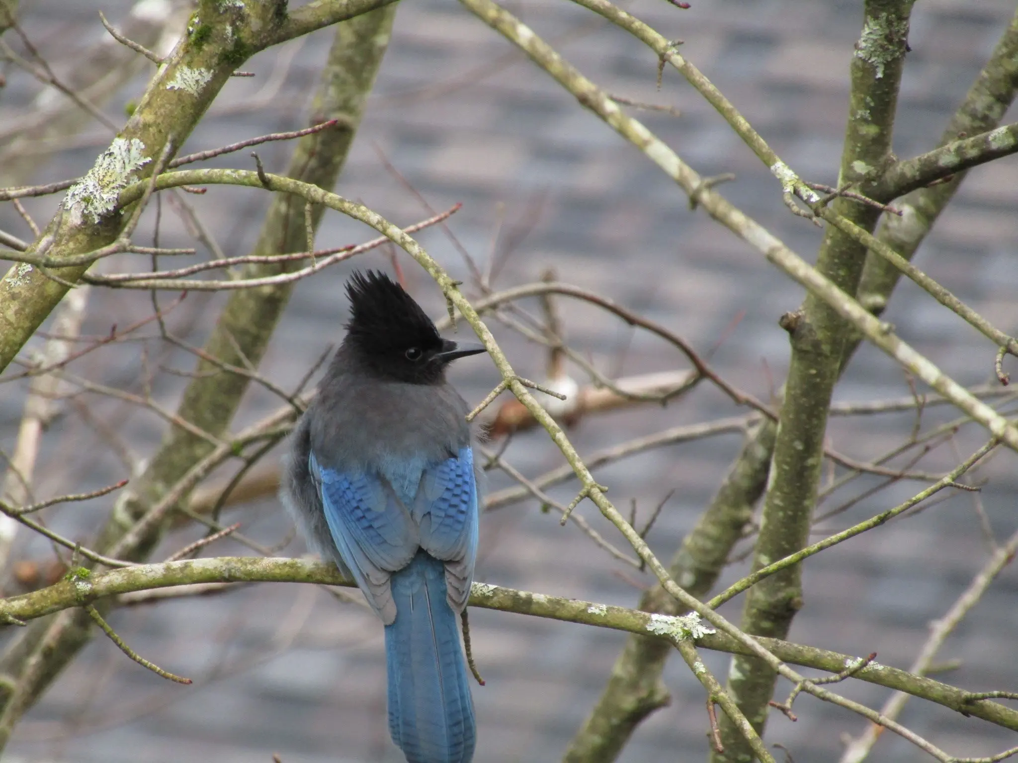 Stellars Jay